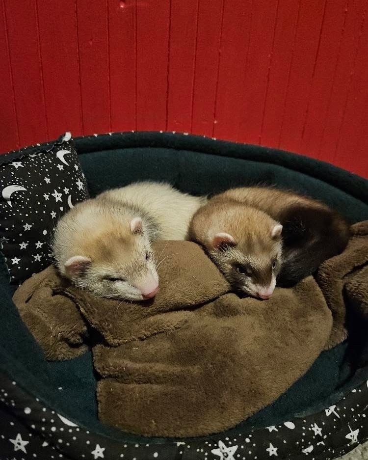 Ali And Bessem (Pair)