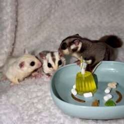 Blessing, Naledie and Harry  (1 male and 2 females )