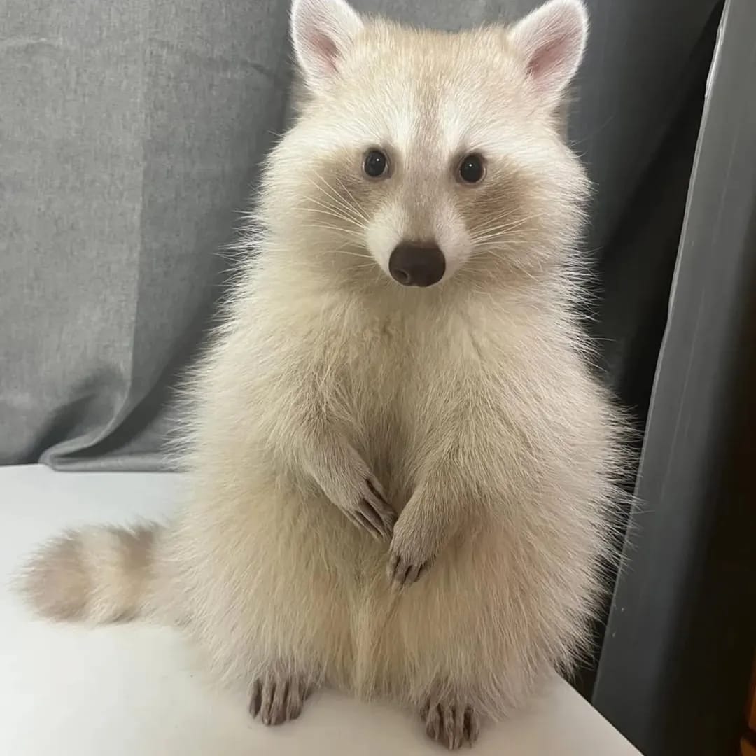 Jackie (Male)