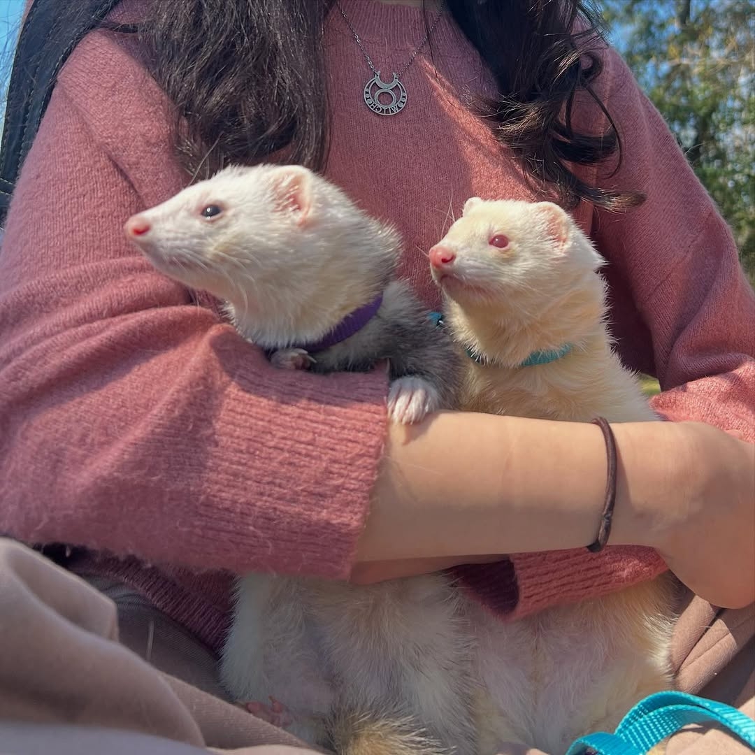 Muffi And SIANA (Pair)