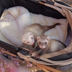 Tina And Lary Pair