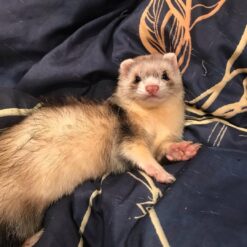 Zobi (Male)
