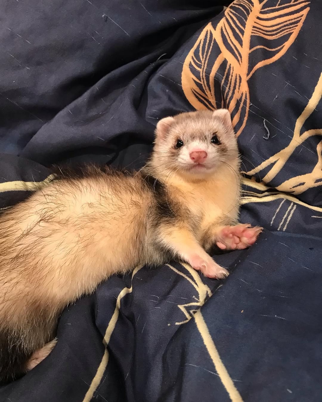 Zobi (Male)