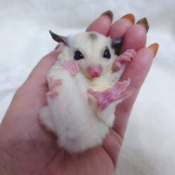 Bella (Female)