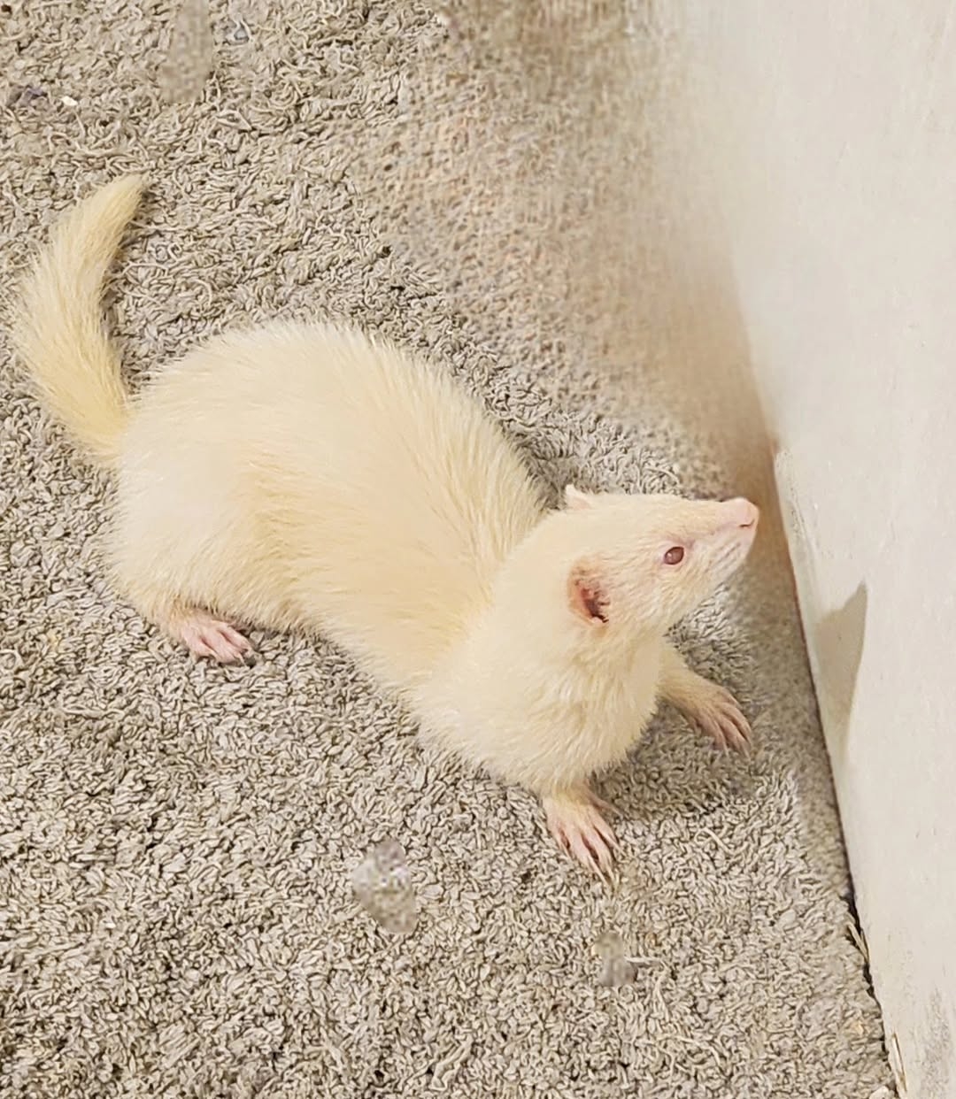 Berry (Female)