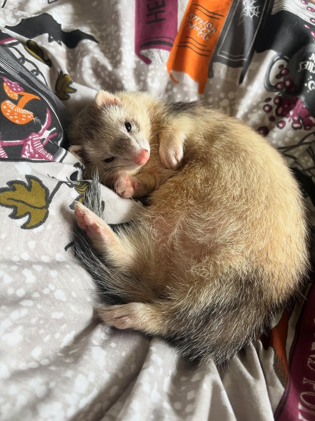 Felix (Male)