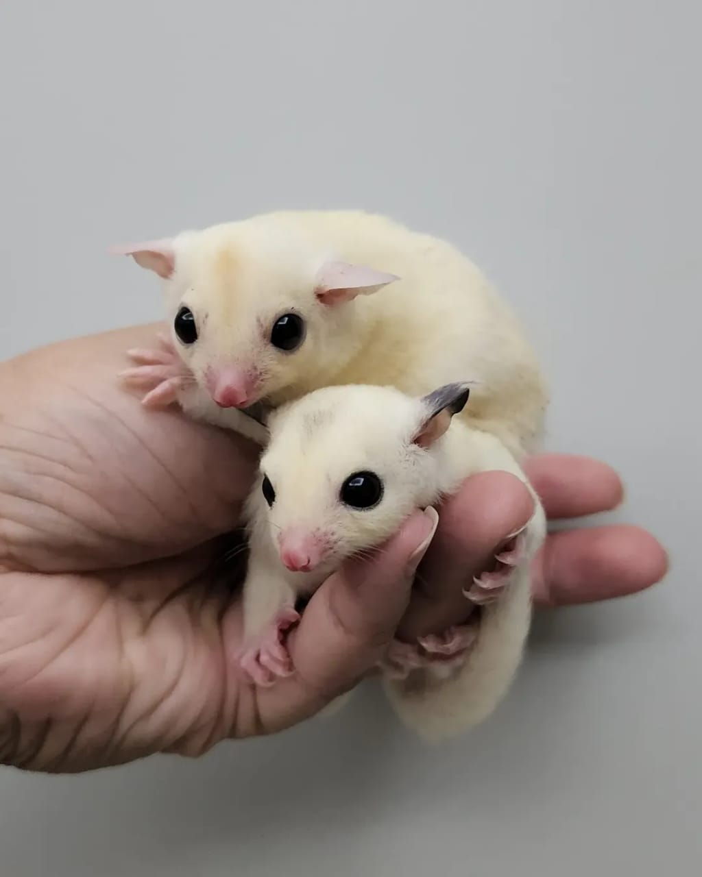 Lala And Nicky (Pair)