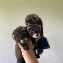 Lilo,Vicky And kiki
