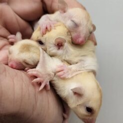 Luise,angelo,Lerato And Mack (2 Pairs)
