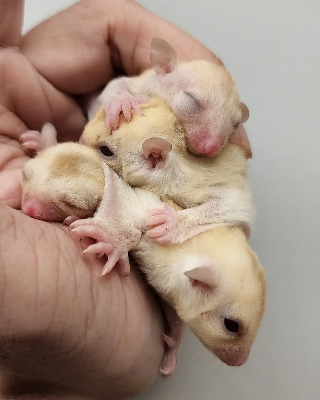 Luise,angelo,Lerato And Mack (2 Pairs)