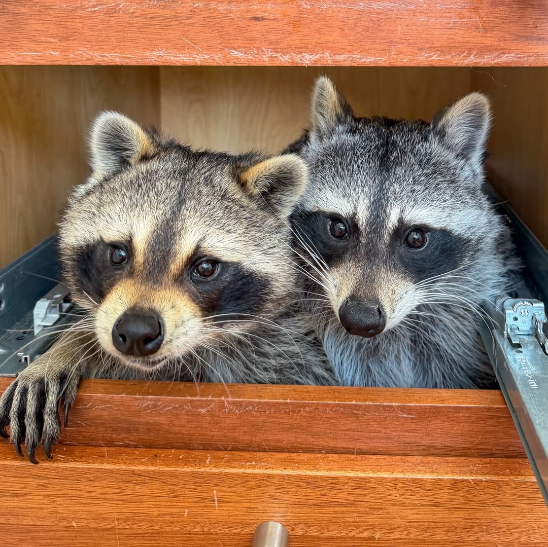 Paulo And Mira (Pair)