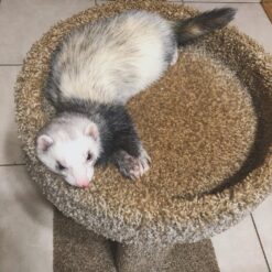Pedro (Male)