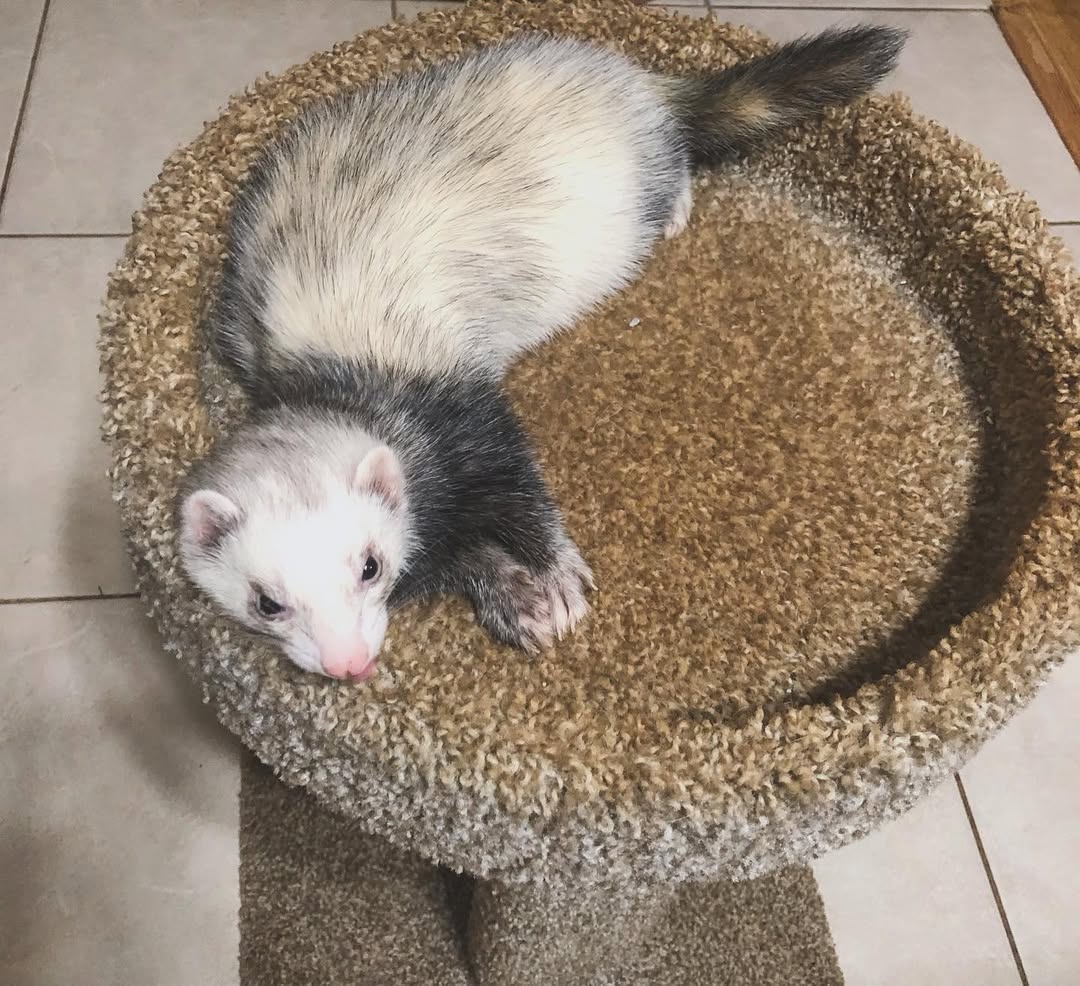 Pedro (Male)
